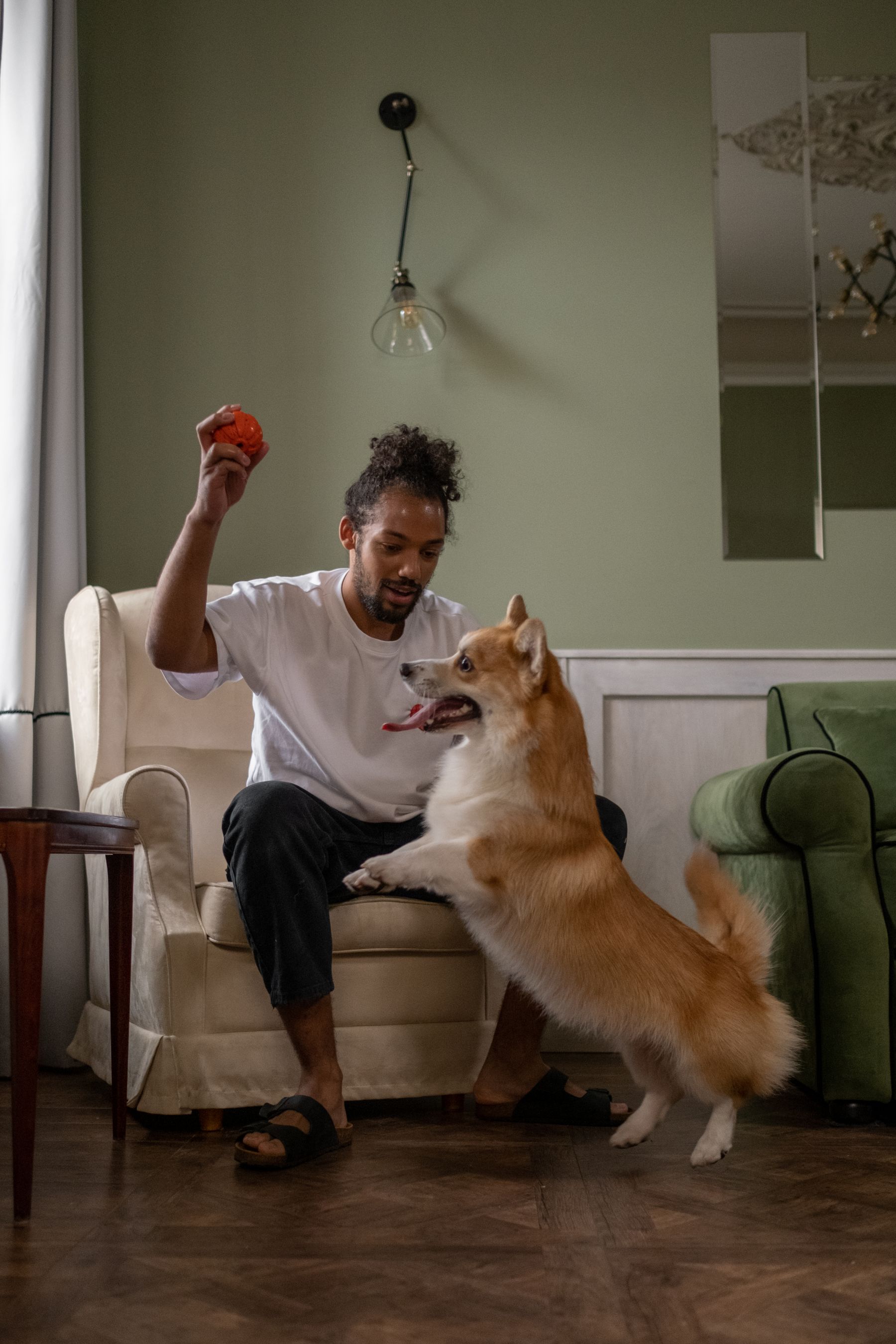 Corgi enjoying playtime with its owner in a warm indoor pet lifestyle setting