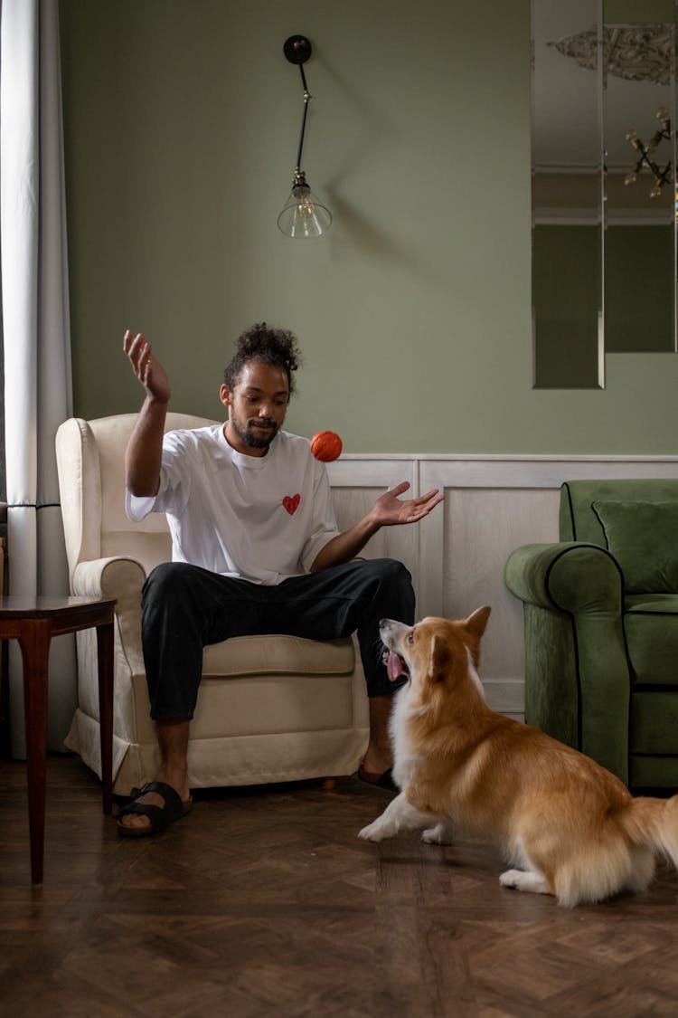 Dog Looking At Man Throwing Ball