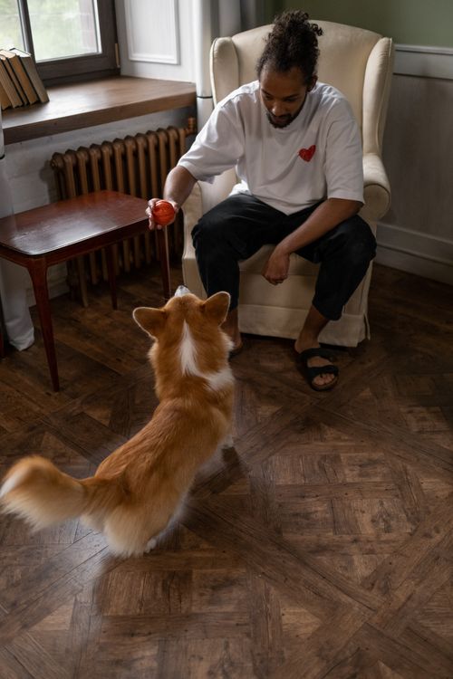 Free A man engages his dog with a red ball in a cozy indoor setting, showcasing warmth and companionship. Stock Photo