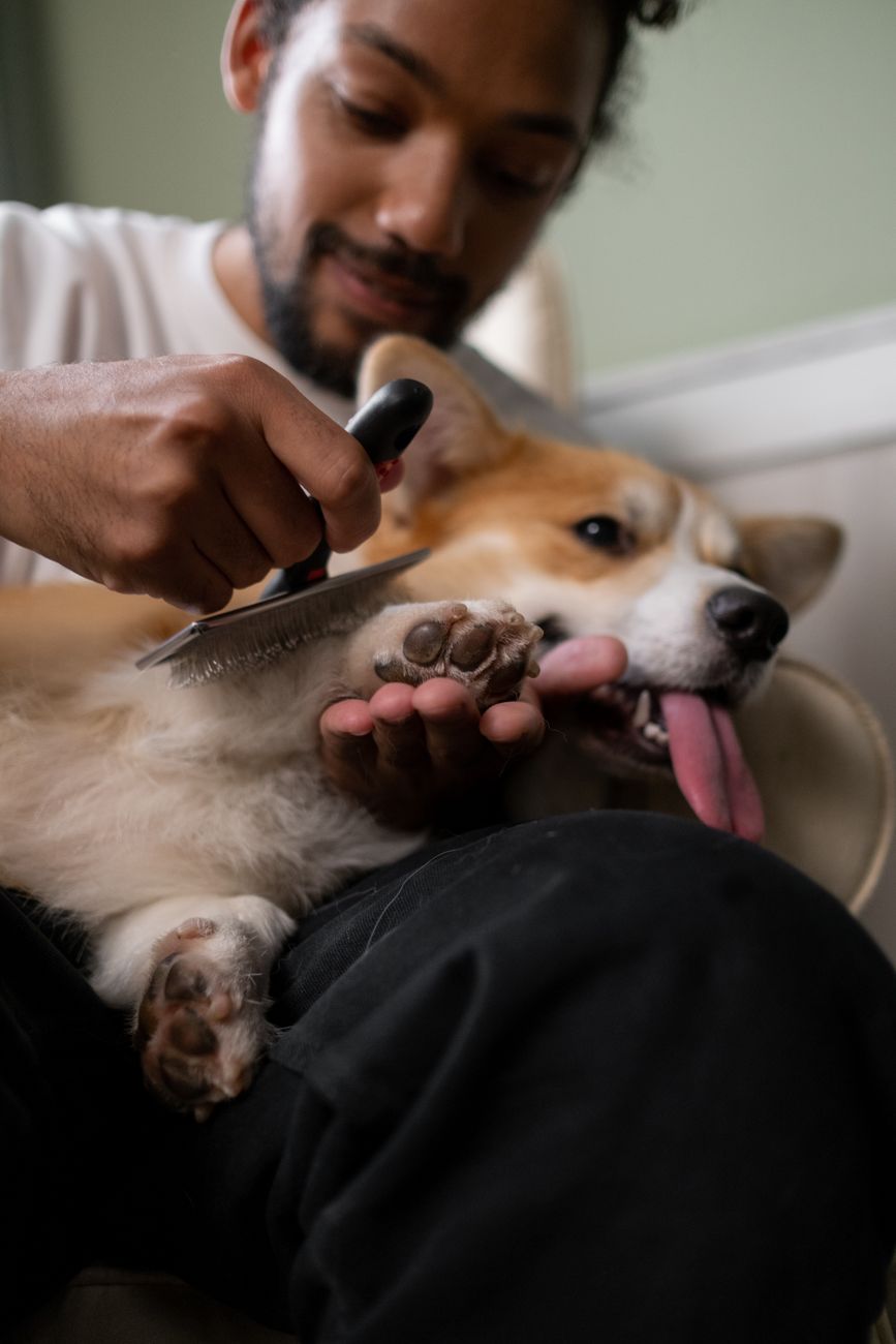 Owner brushing a dog on the sofa during home pet grooming between pro visits
