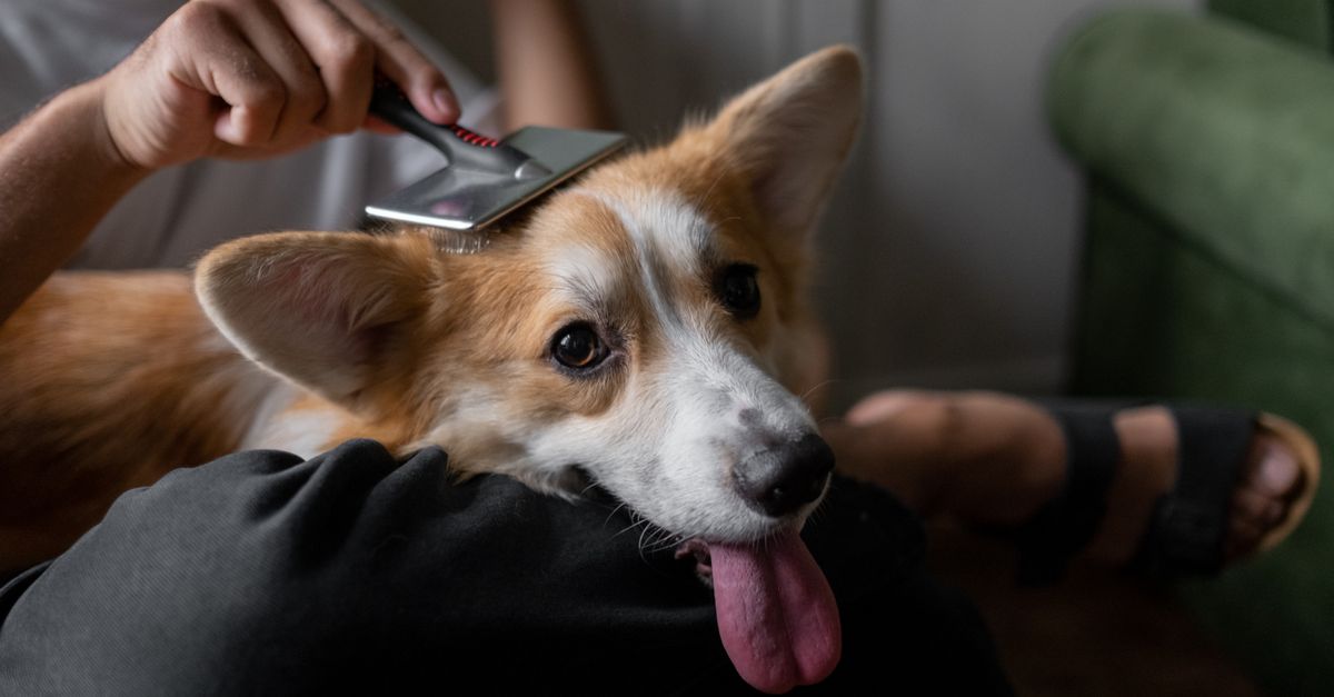 Chien examiné par son propriétaire avec un peigne à puces dans son pelage