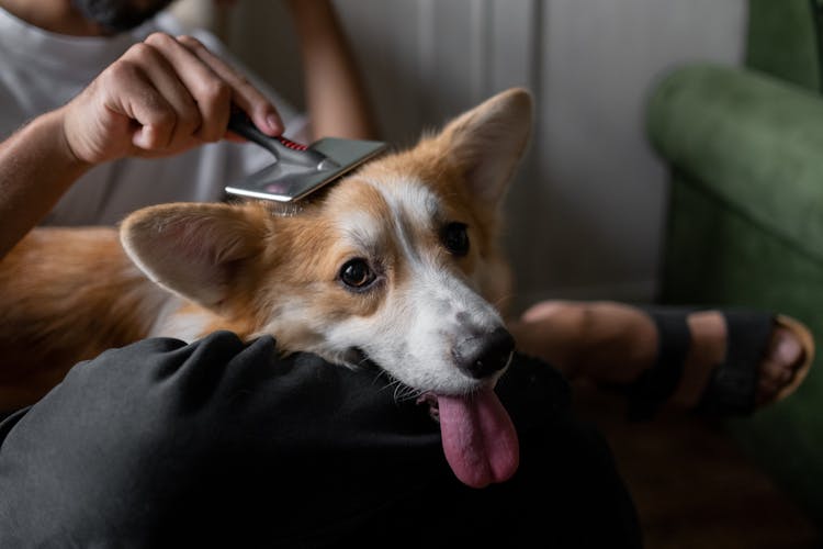 Man Brushing Dogs Hair