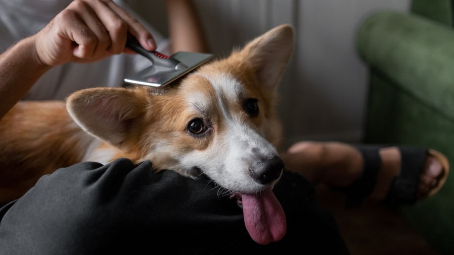 Clipping Your Dog's Coat at Home: What to Know Before You Start
