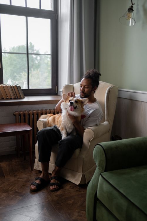Free Man sitting in an armchair while holding a corgi indoors by a large window. Stock Photo