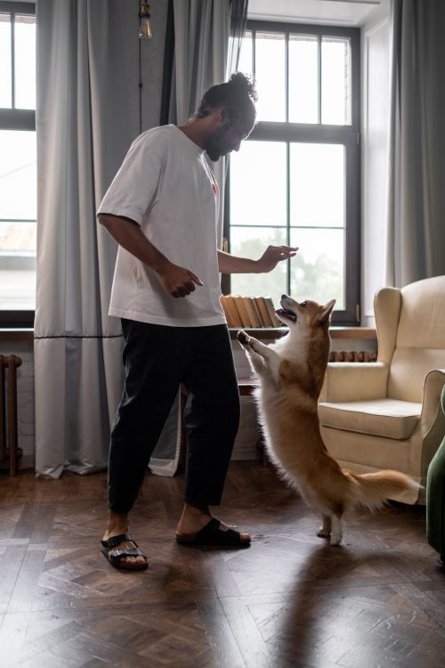 Free A man in casual wear plays with a dog inside a cozy room, highlighting a playful moment. Stock Photo