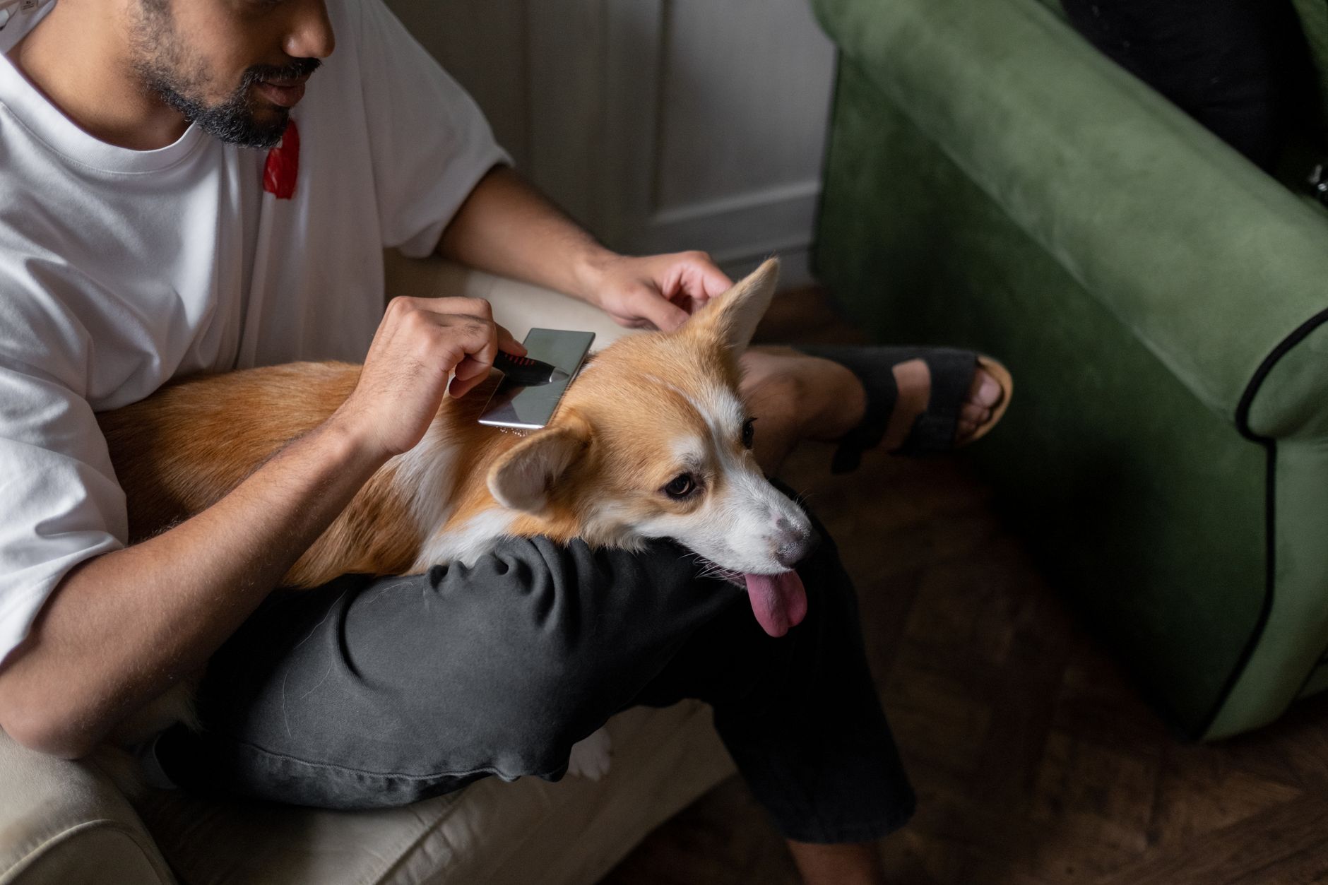 A man sitting indoors, grooming a corgi dog with a metal comb, showing pet care and affection — dog care taker at home