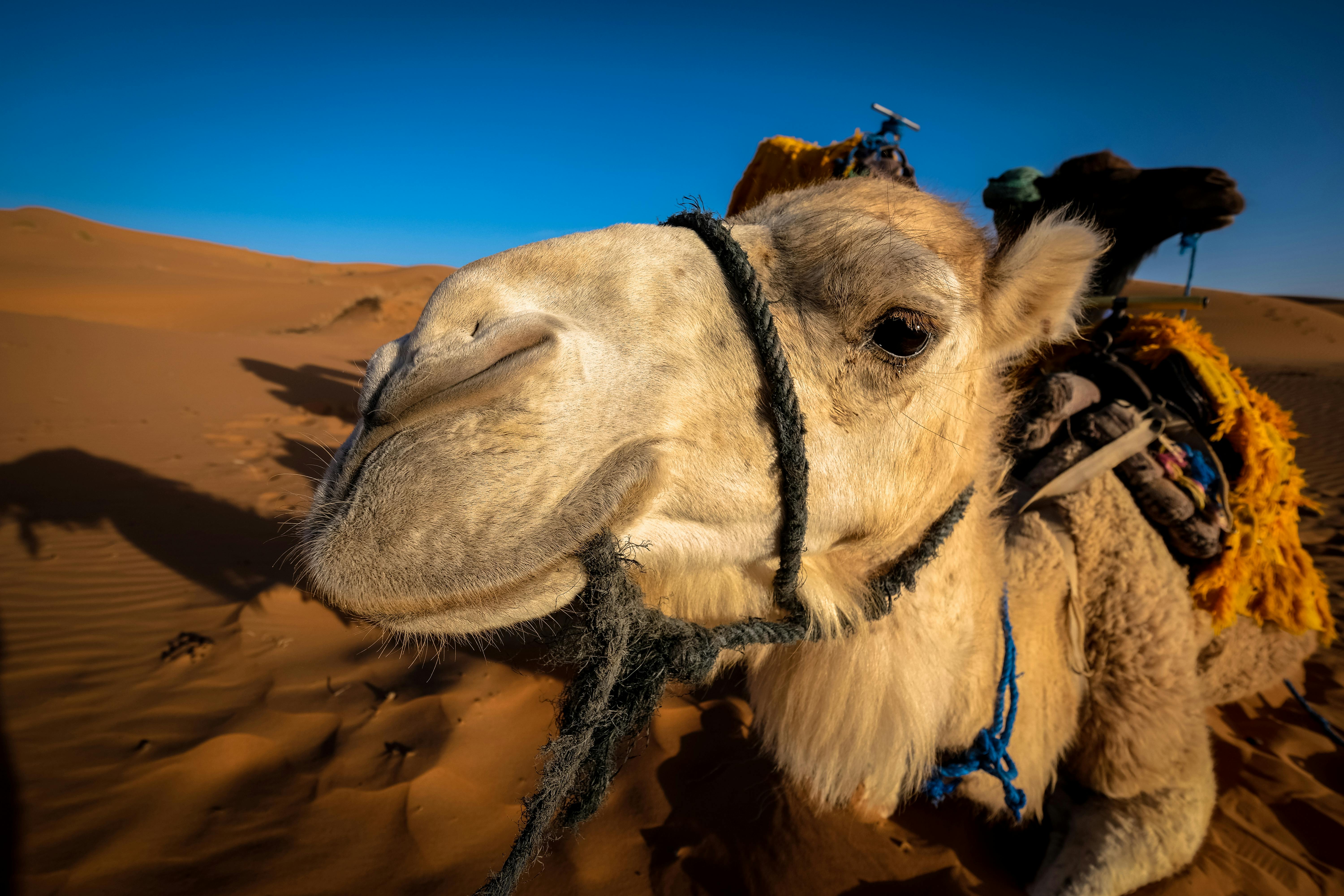 127,000+ Camel Stock Photos, Pictures & Royalty-Free Images - iStock | Camel  isolated, Funny camel, Desert