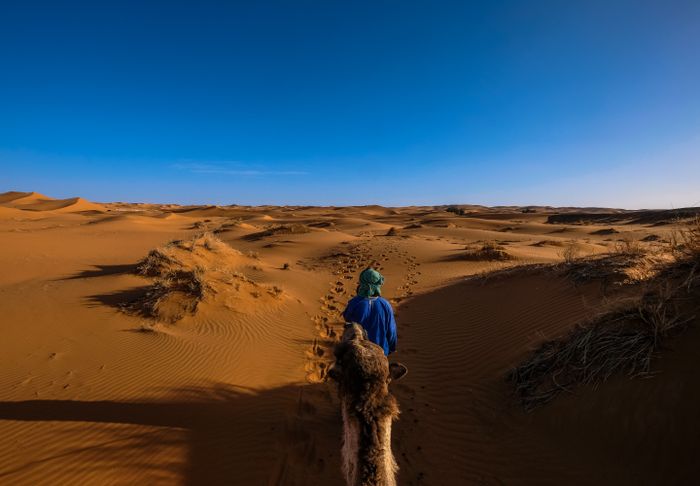 Camel trek across the Sahara dunes near Merzouga, Morocco