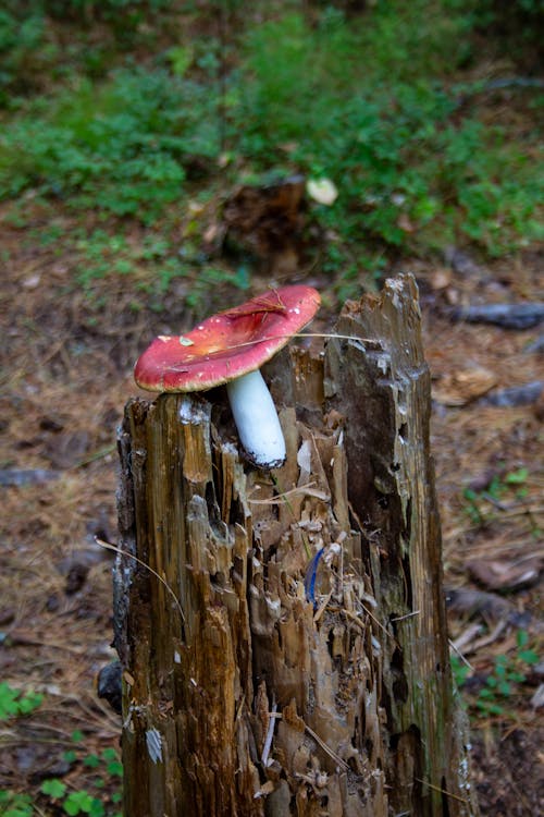 Red and White Mushroom on Brown Tree Trunk