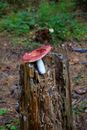 Red and White Mushroom on Brown Tree Trunk