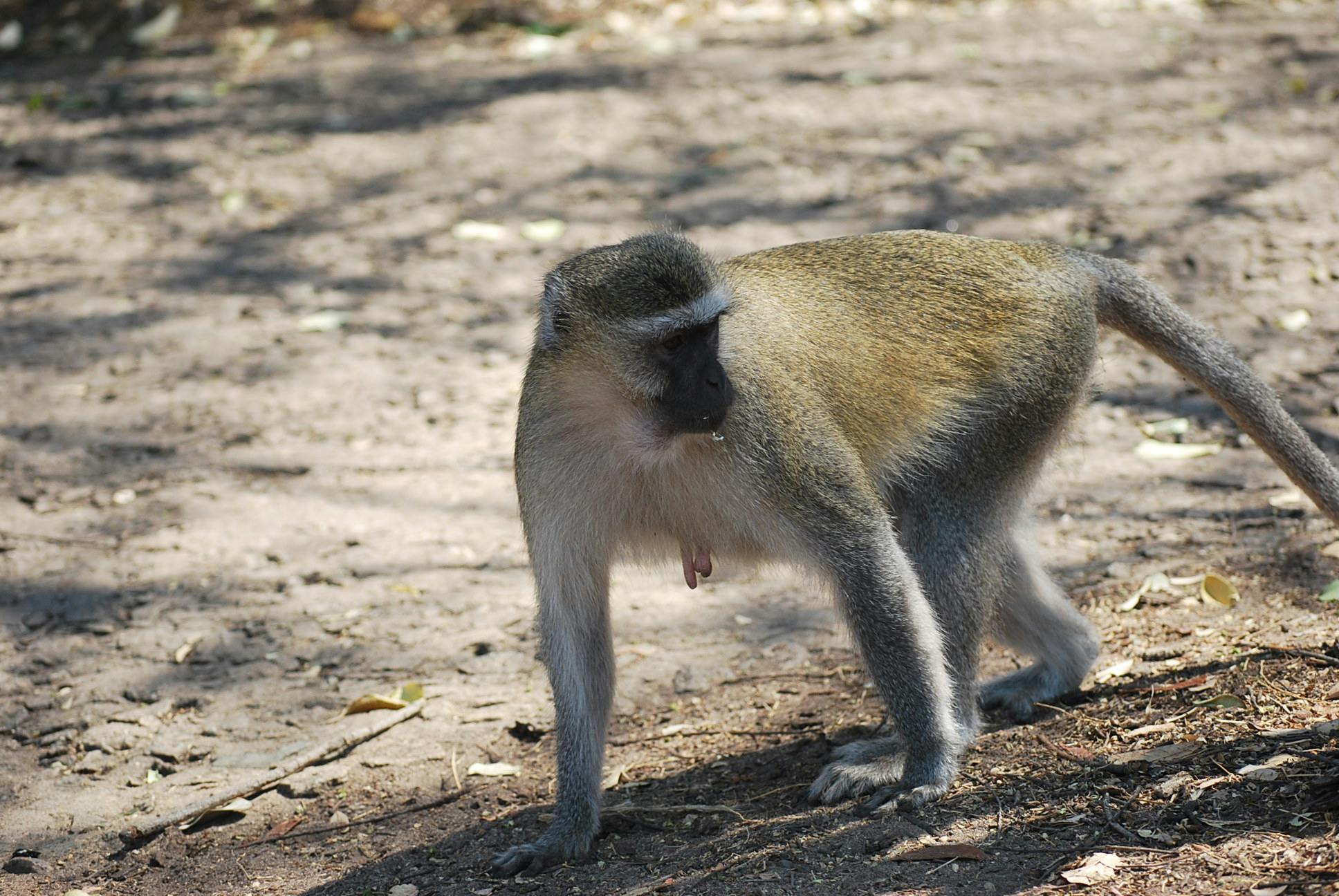Free stock photo of monkey, monkey walking, monkeys