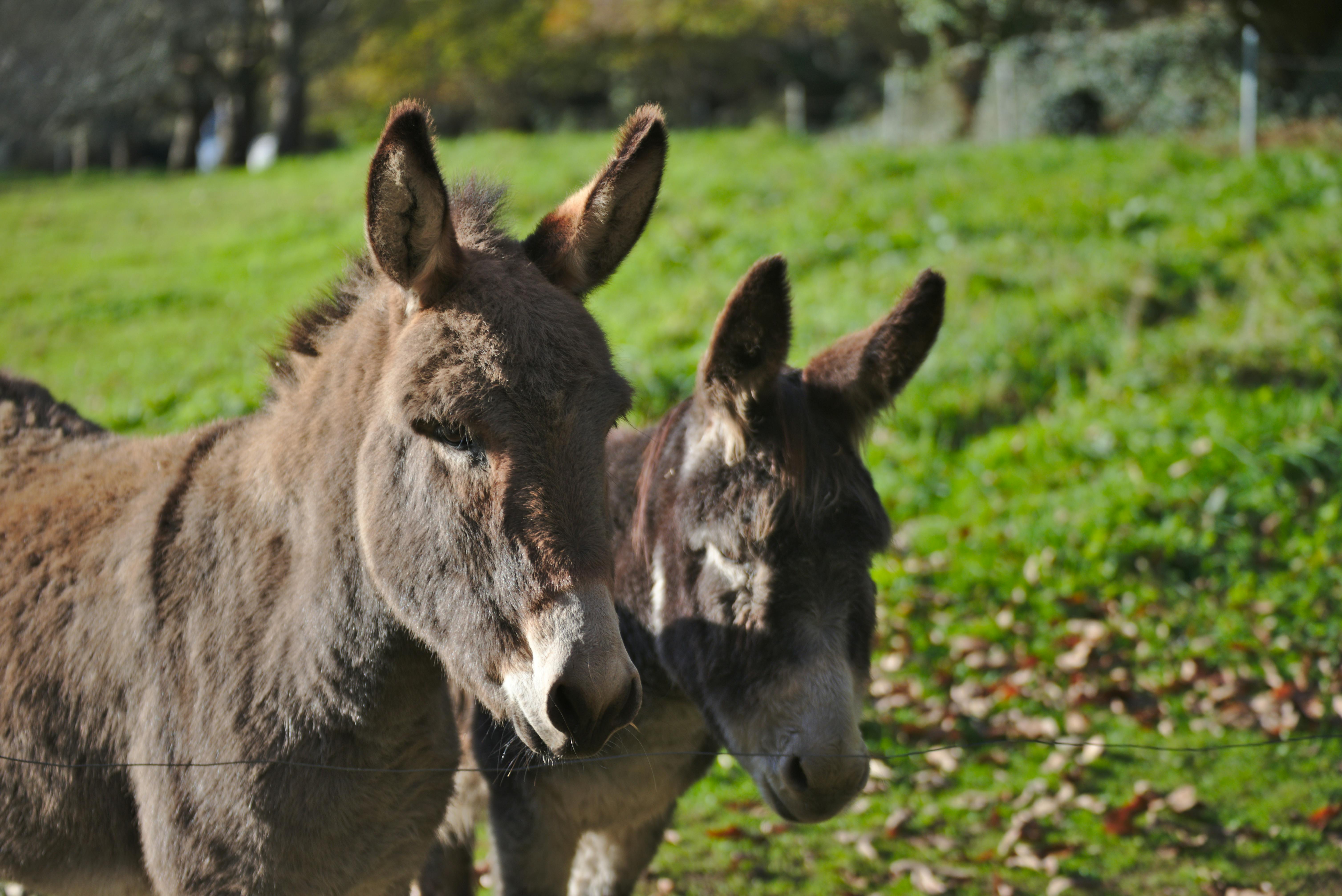 Two Brown Donkeys · Free Stock Photo