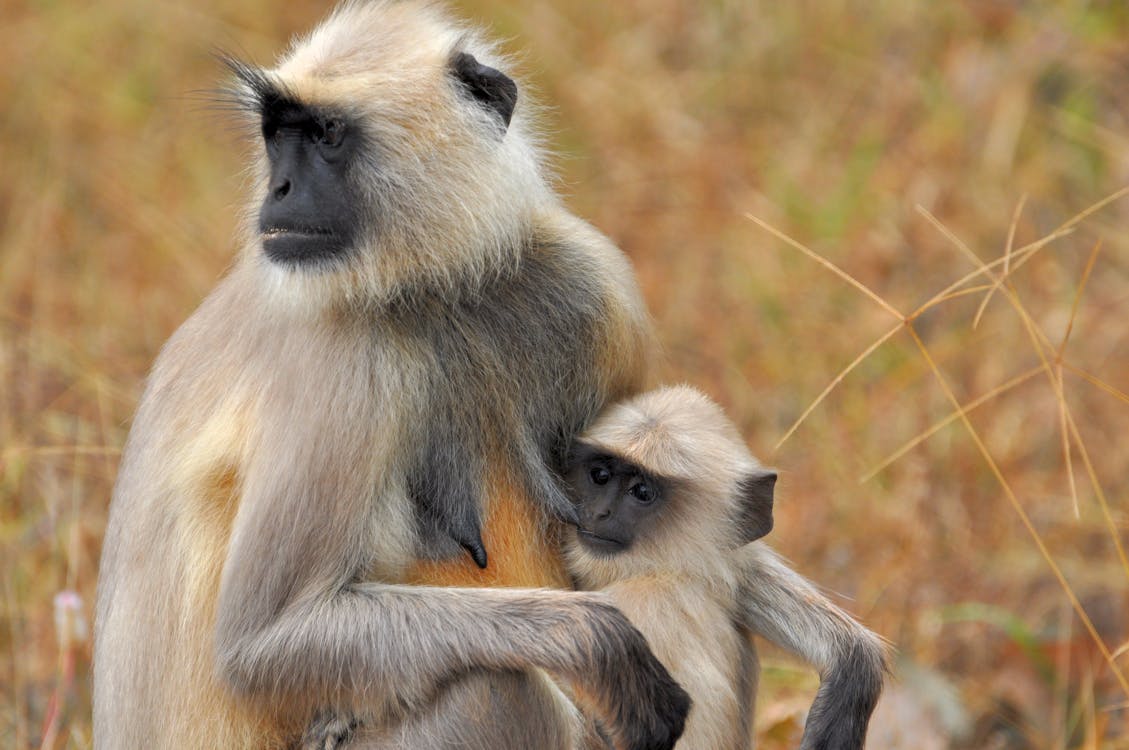 Two Brown and Black Monkeys