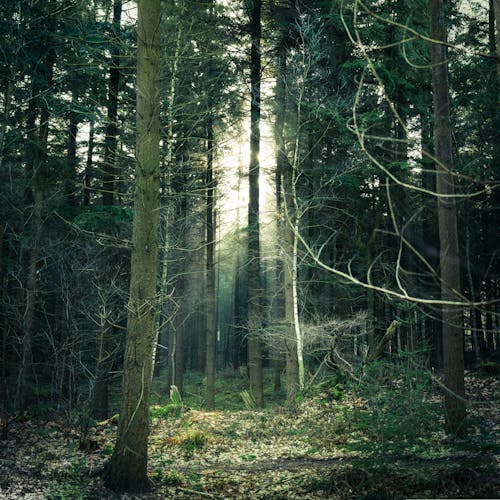 Free Photo of Forest Stock Photo