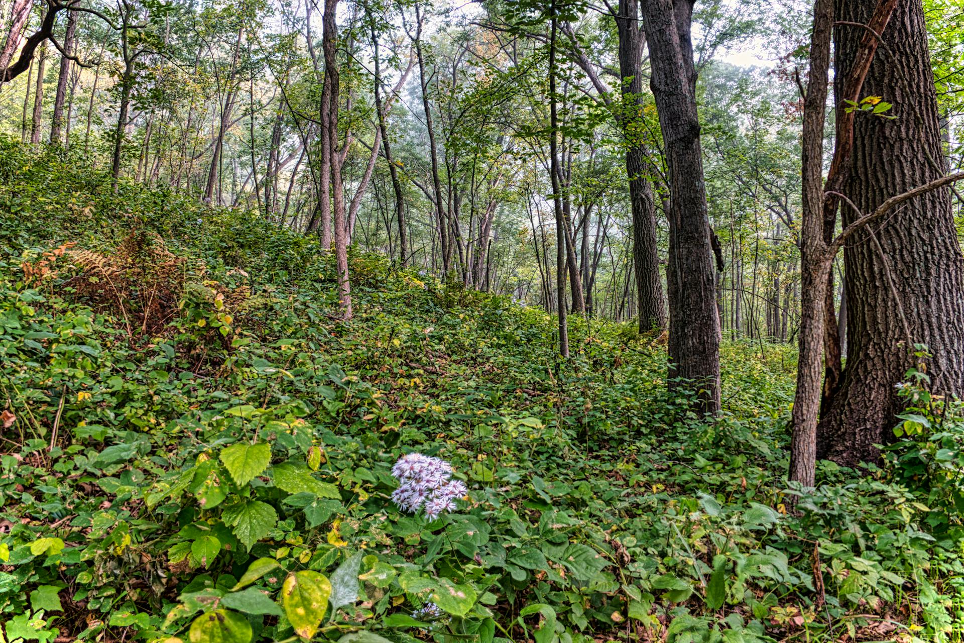 Dense forest landscape in Pepin, Wisconsin during late summer showcasing tall trees and lush green foliage.