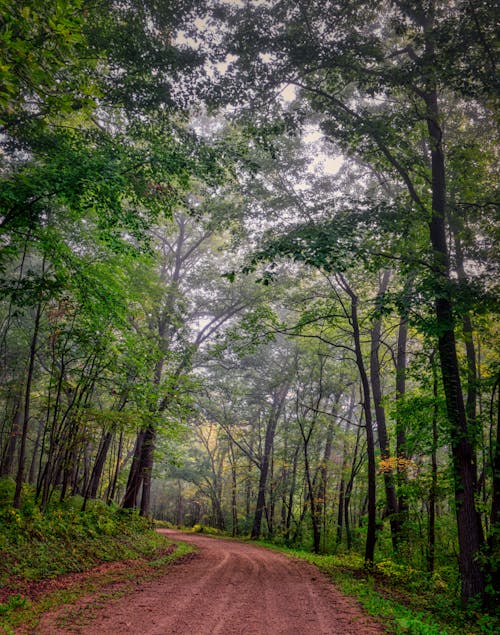 Free A Dirt Road in the Forest Stock Photo