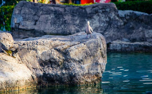 Photo of Gray Bird Perch on Gray Stone Beside Body of Water