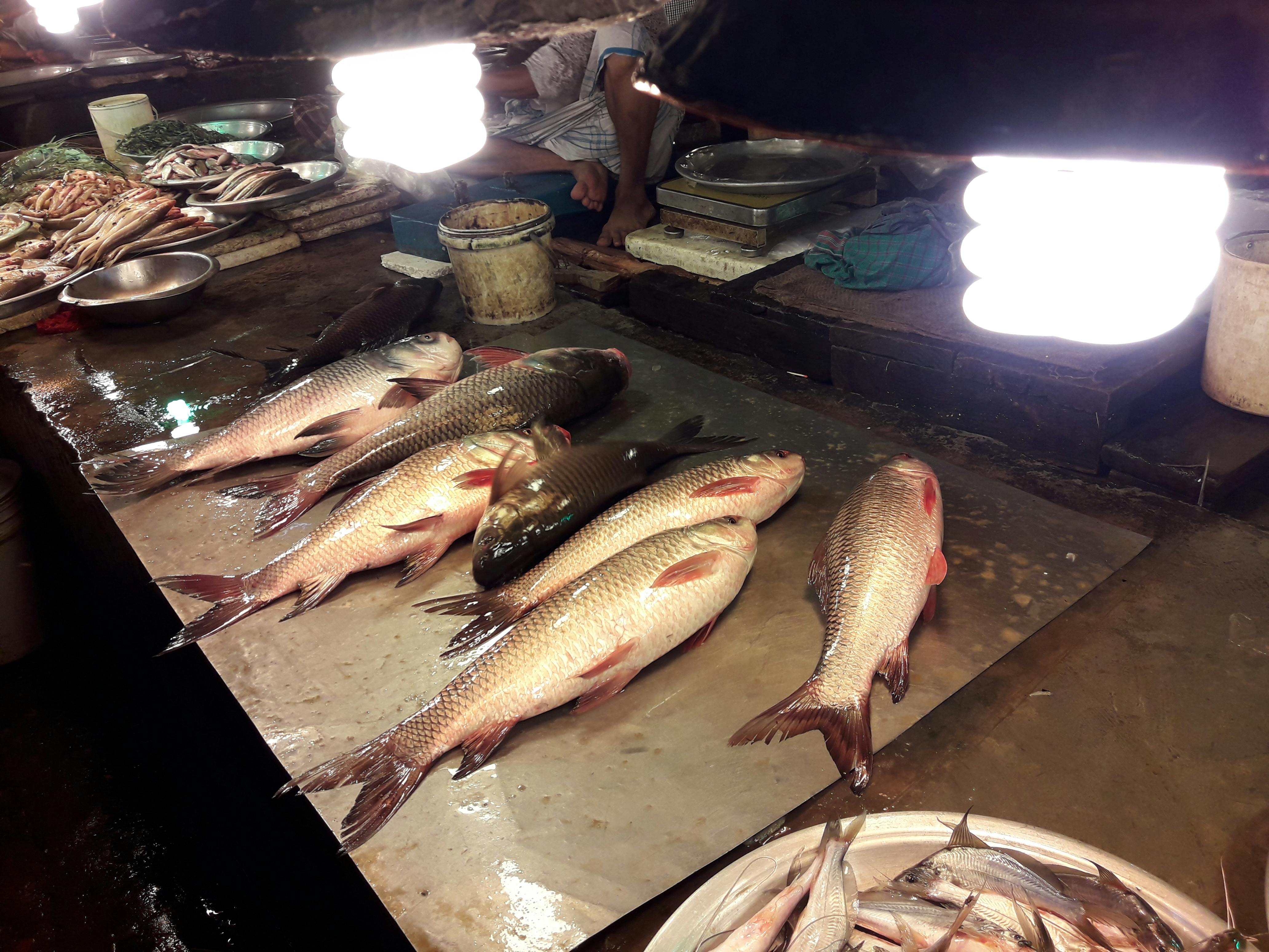 Free stock photo of after catch fish, fish, fish for selling