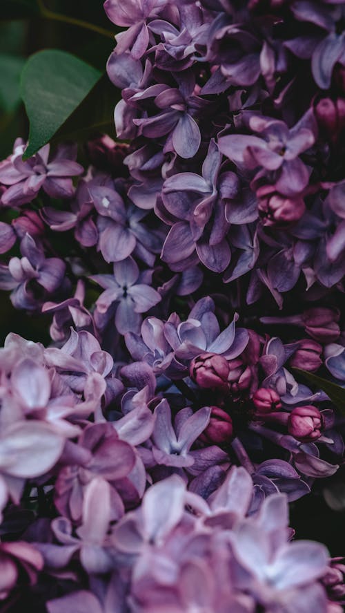 Close-Up Shot of Lilac Flowers in Bloom