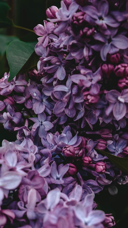 Close-Up Shot of Lilac Flowers in Bloom