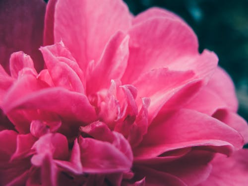 Close Up Photo of Japanese Camellia 