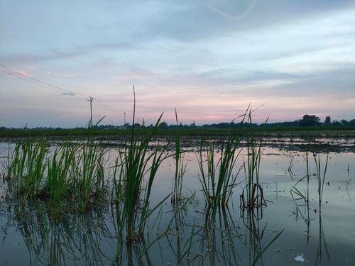 Free stock photo of atmospheric evening, grass field Stock Photo