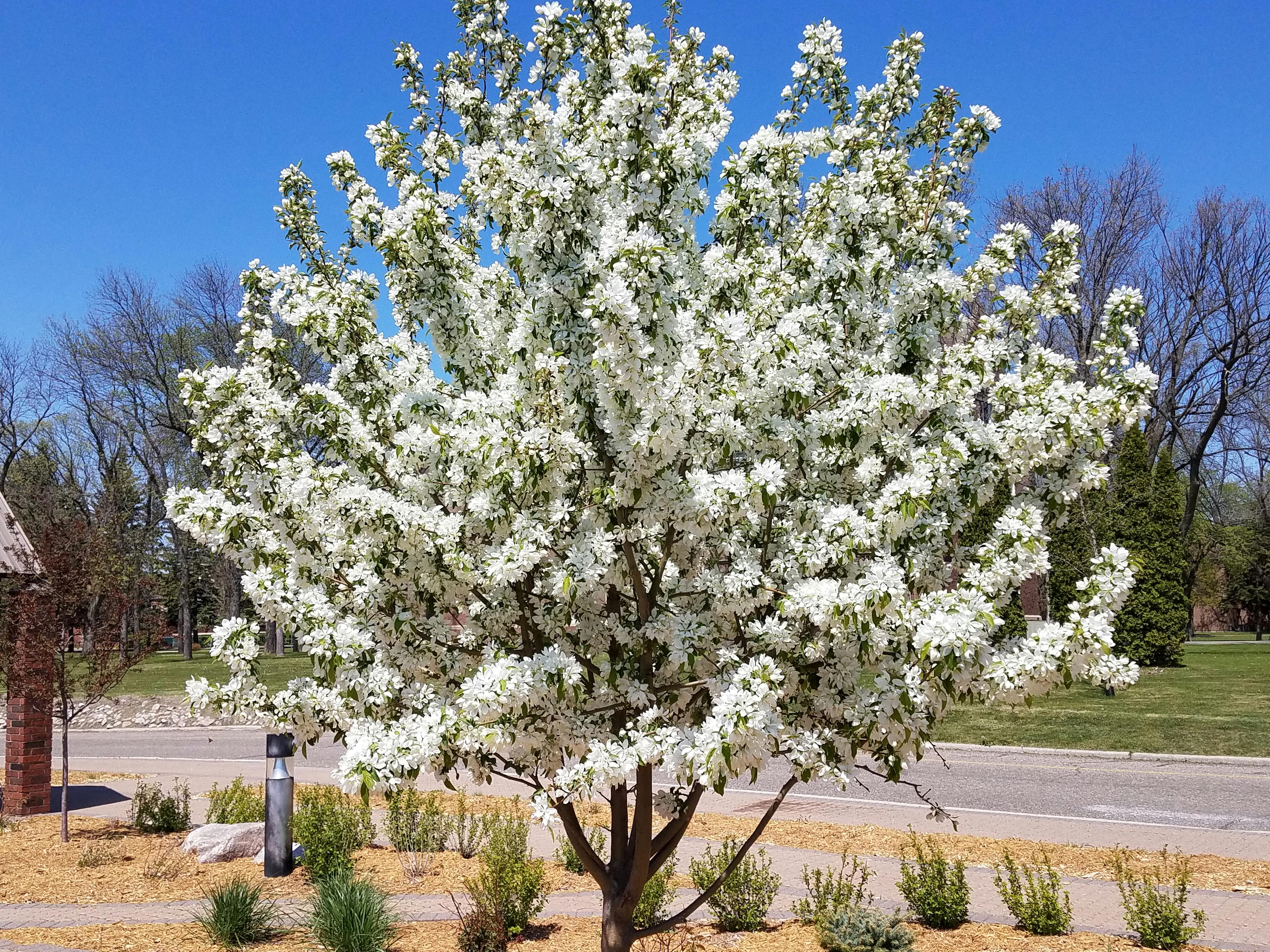White Petaled Flower Tree · Free Stock Photo