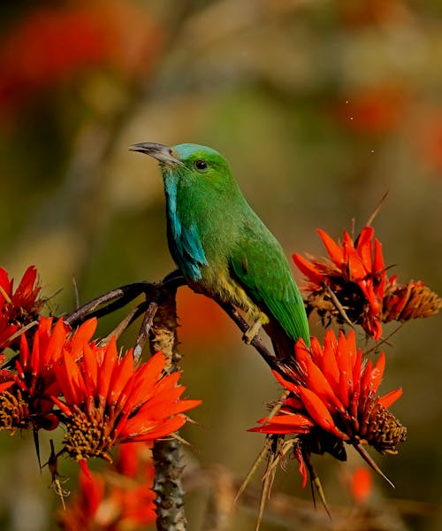 Green Bird Perched on Flowering Plant