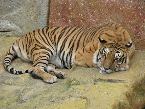 A Tiger Lying Down on the Ground