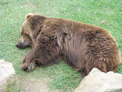 Gratis lagerfoto af bjørn, liggende, snooze