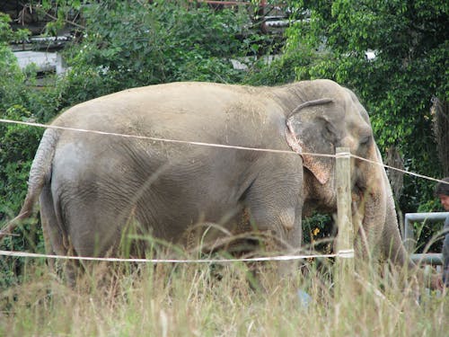 Gratis lagerfoto af elefant