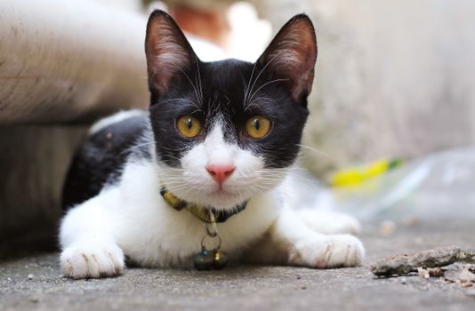 Black and White Cat on Concrete Floor 