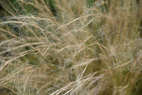 Free Detailed view of dry grass blades swirling in a natural meadow setting. Stock Photo