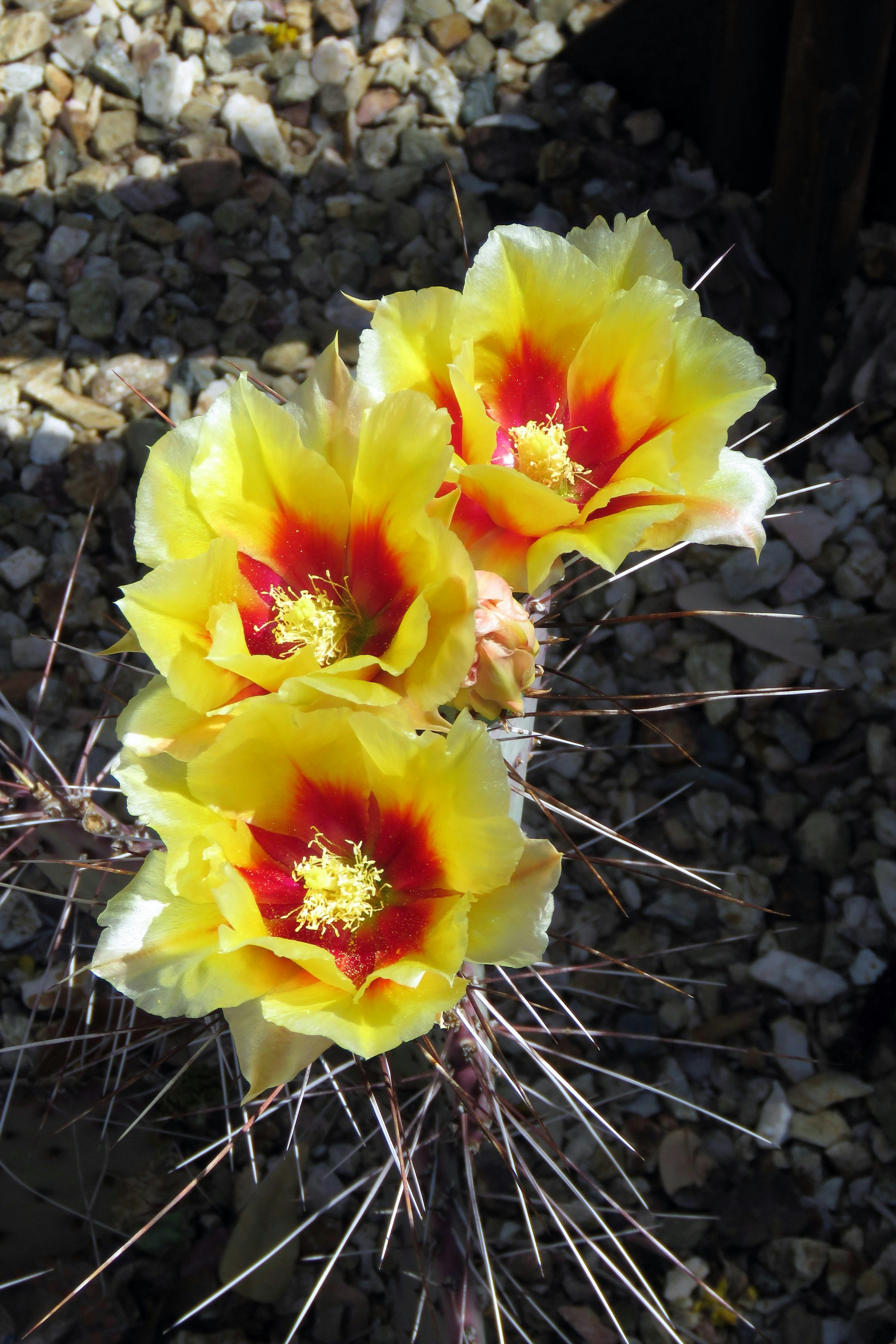 Free stock photo of cactus, cactus plant, desert