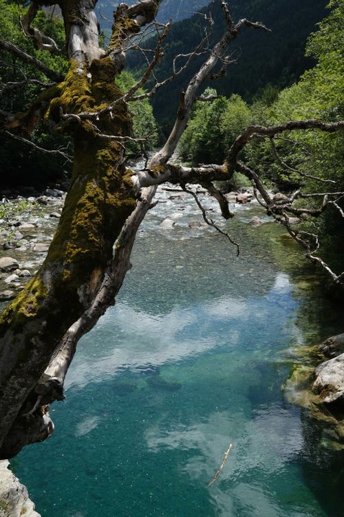 Free Clear river stream surrounded by mossy trees and lush greenery, perfect for nature enthusiasts. Stock Photo