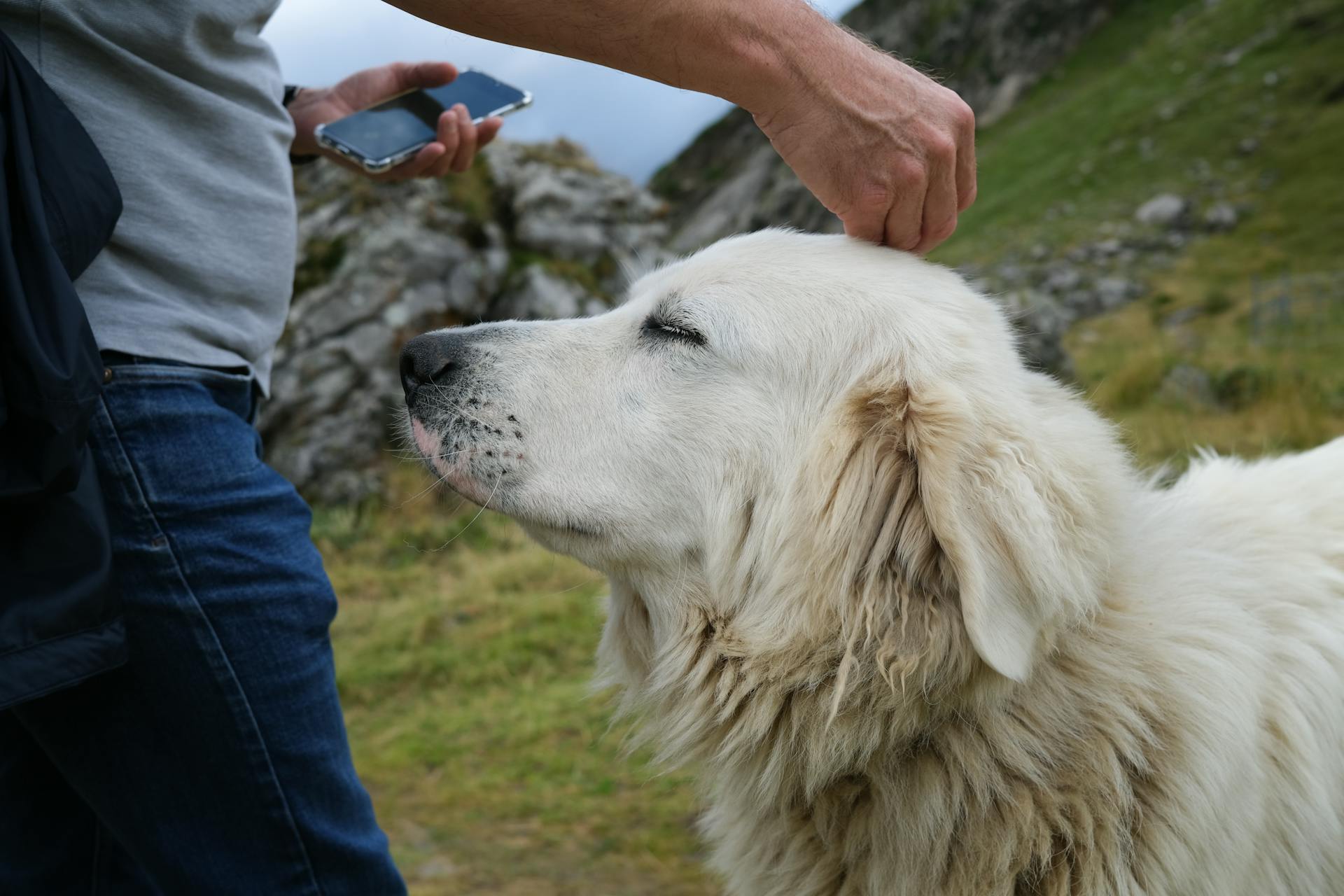 Man Petting White Dog