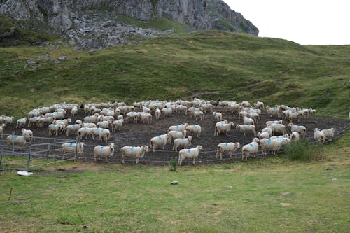 Sheep Herd at Mountain Foot