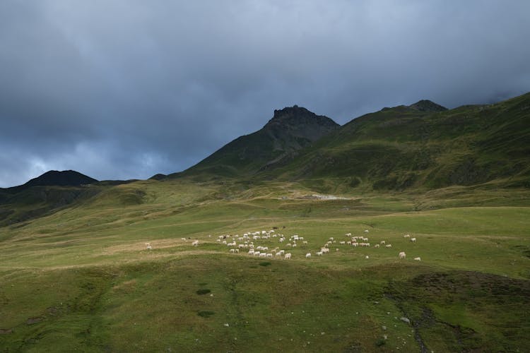 Sheep Herd On Meadow