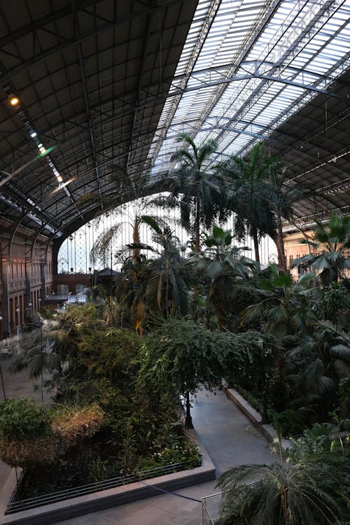 Palm Trees Growing in Building