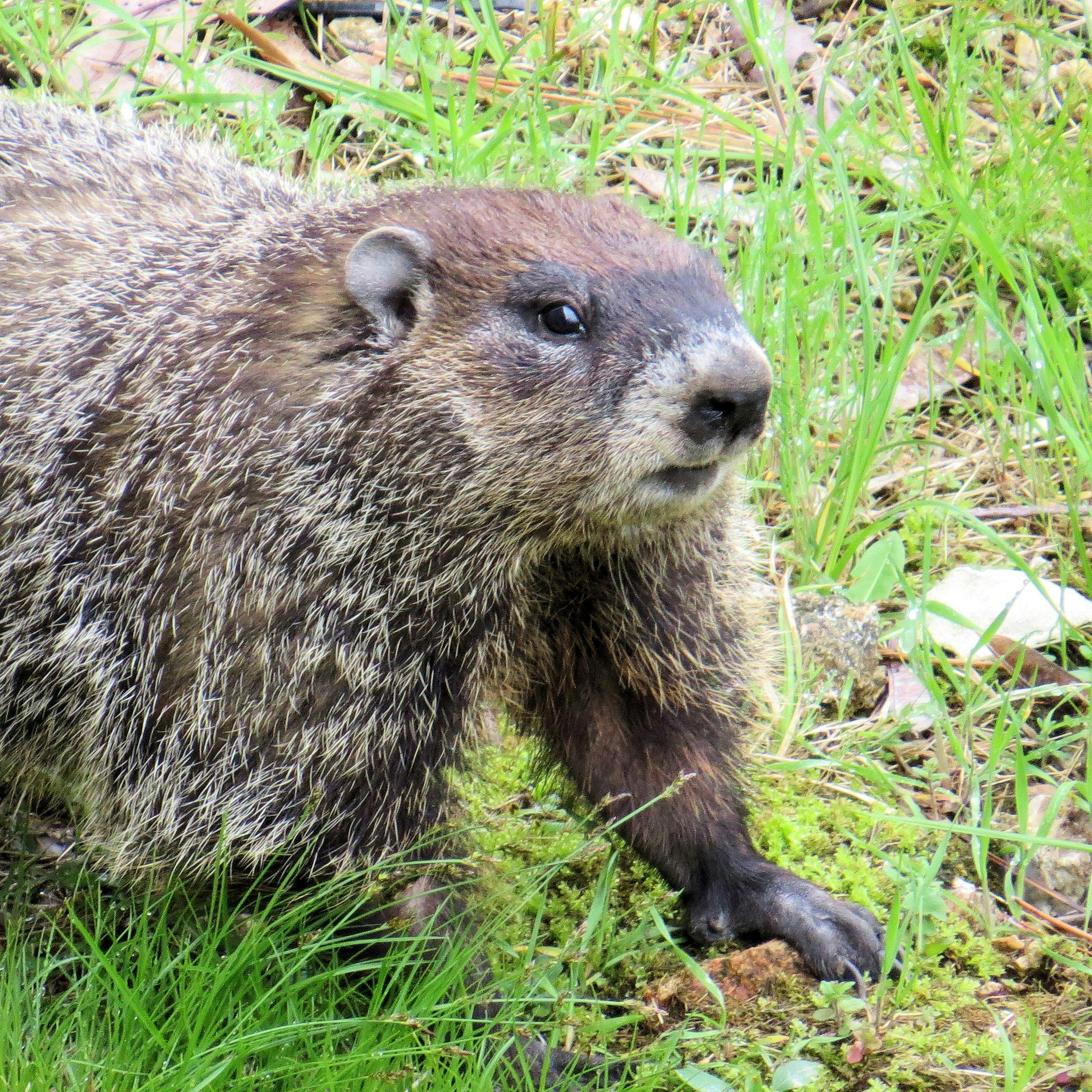The Groundhog Day Aftermath: Dislodging Unwanted Tenants from Under Your Shed!