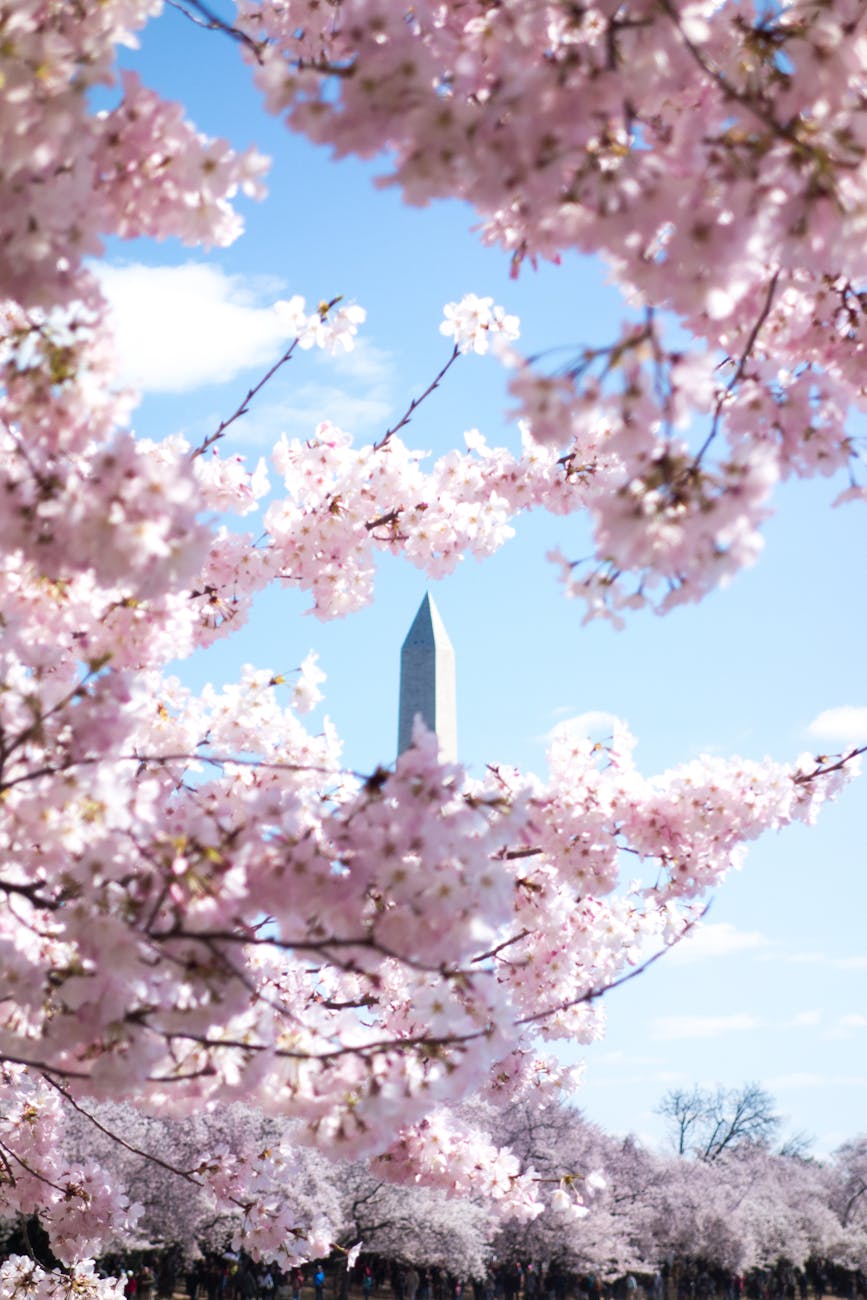 Cherry Blossoms