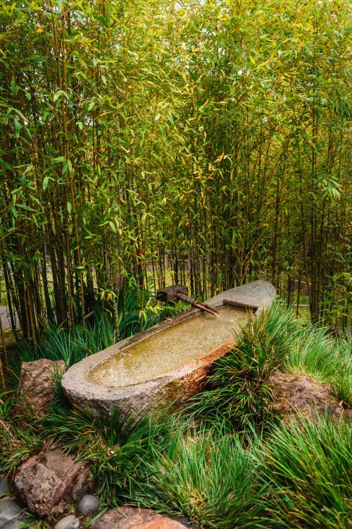 Free A tranquil Japanese garden scene featuring a stone tsukubai surrounded by bamboo and lush greenery. Stock Photo