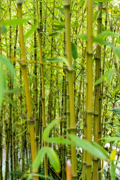 Free Yellow Bamboo Groove Stock Photo
