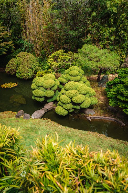 Green Shrubs and Pond in Japanese Garden