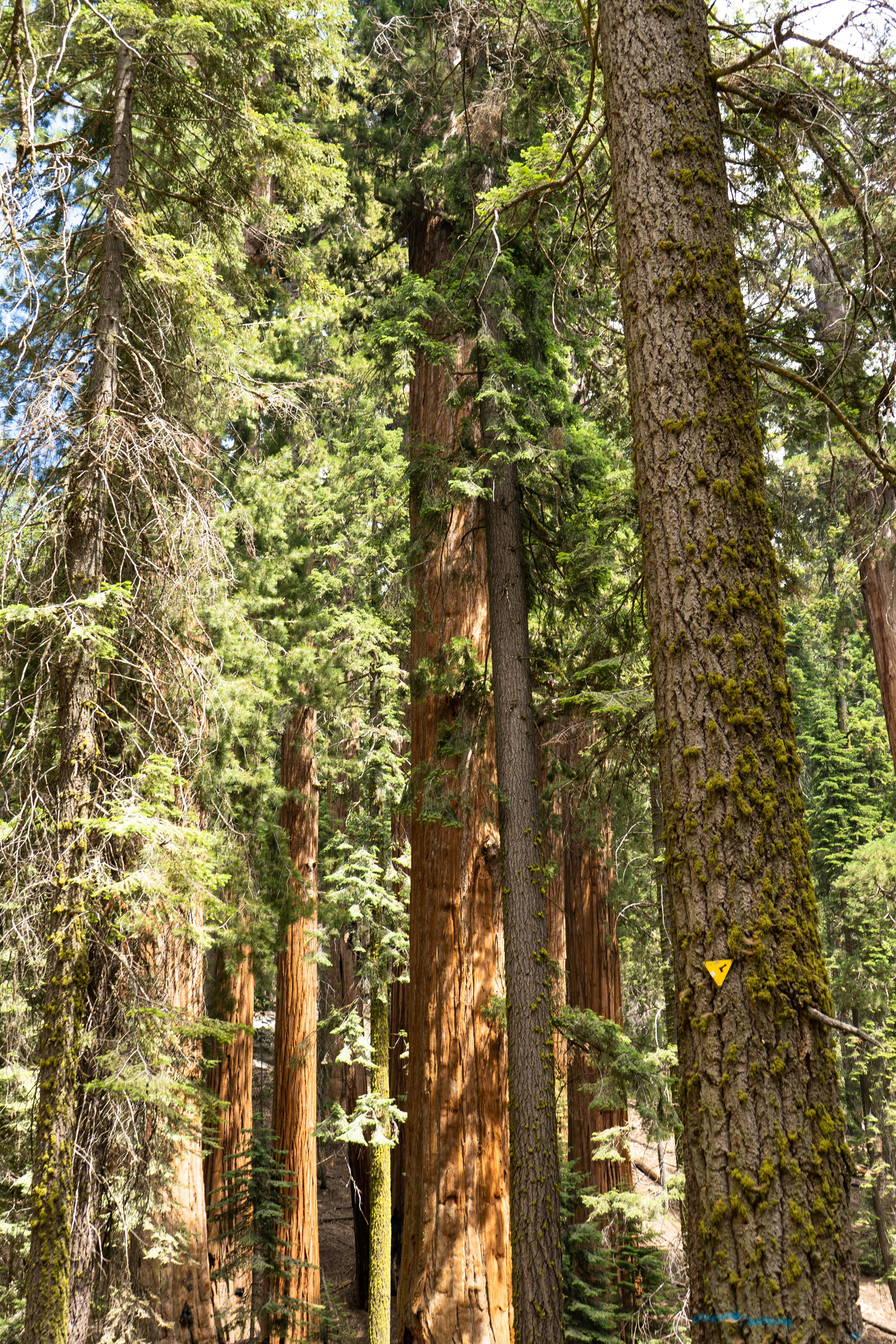 Sunlit view of towering redwood trees in a dense forest setting.