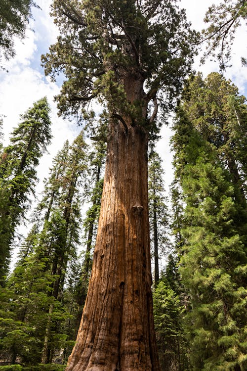 grátis Foto profissional grátis de árvores altas, floresta, madeiras Foto profissional