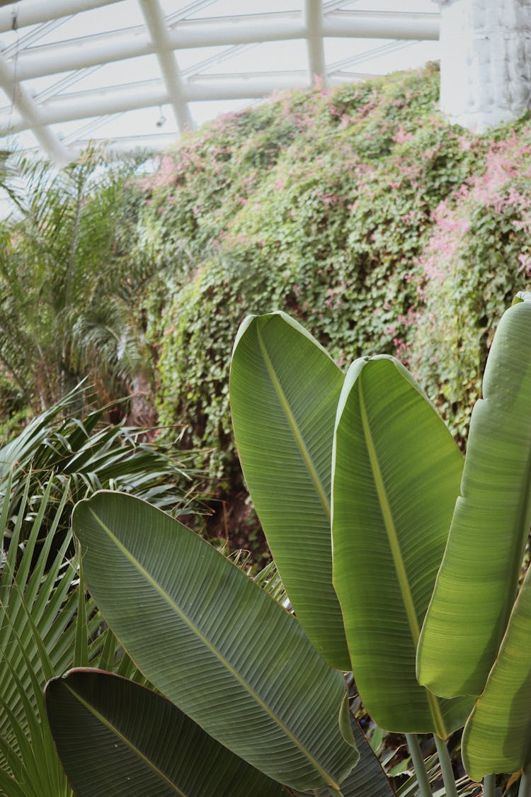 Green Banana Plant Beside Palm Trees