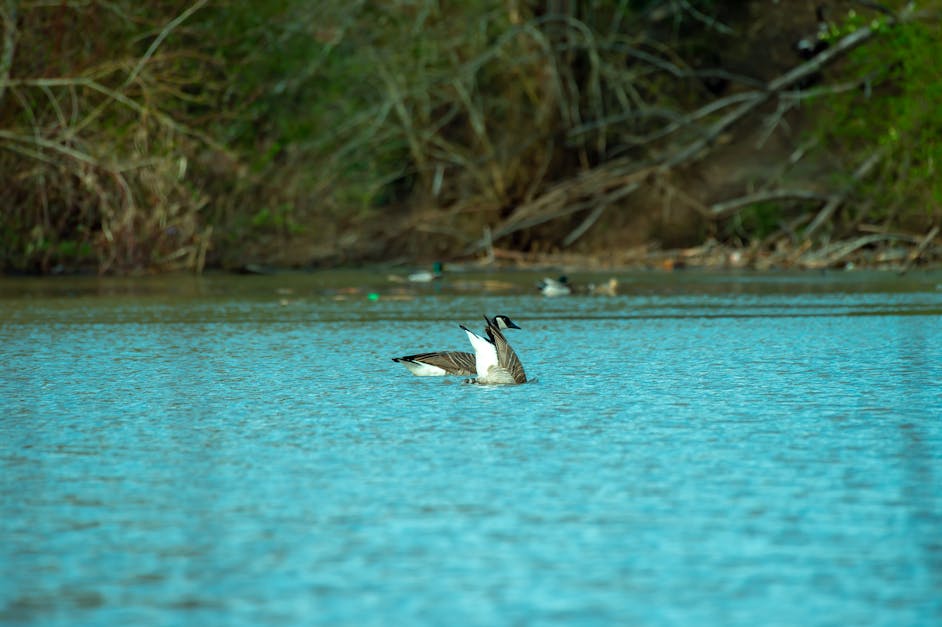 Black and White Duck in the Middle of Body of Water