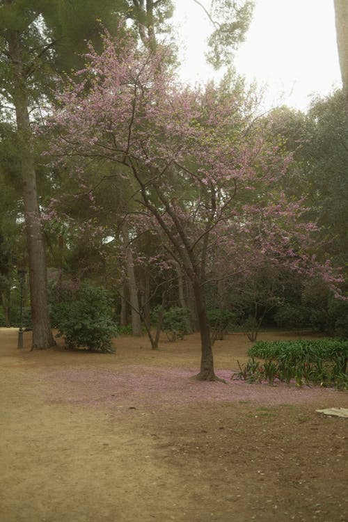 Pink Blossoming Cherry Tree in Park