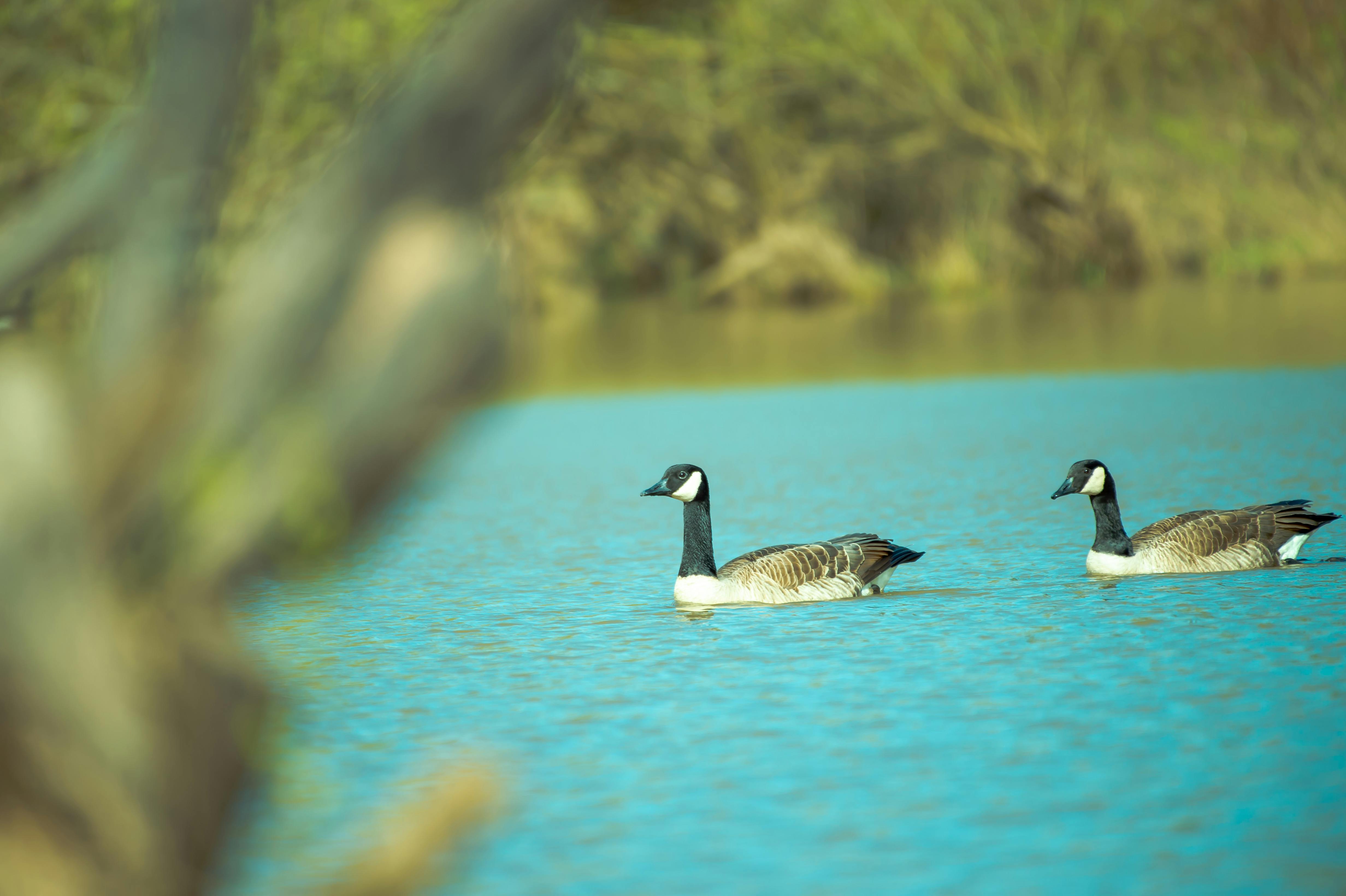 Photography of Two Ducks On Water · Free Stock Photo